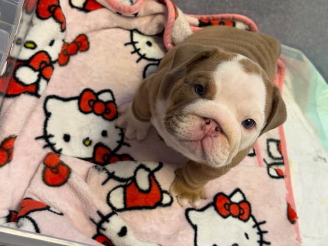Two Male Puppies Fully Vaccinated media 11