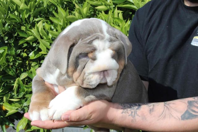 Two Male Puppies Fully Vaccinated media 6