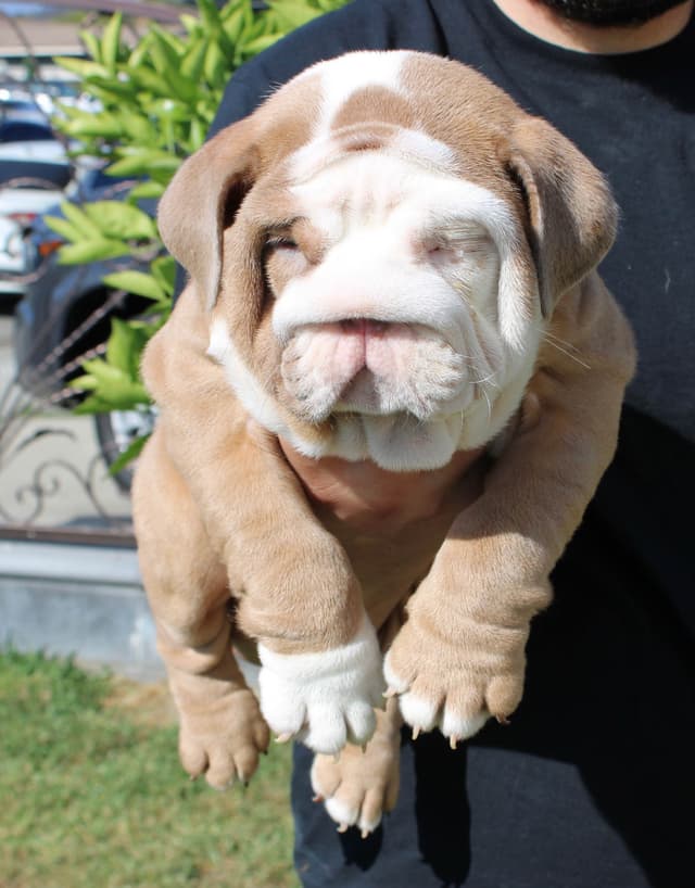 Two Male Puppies Fully Vaccinated media 5