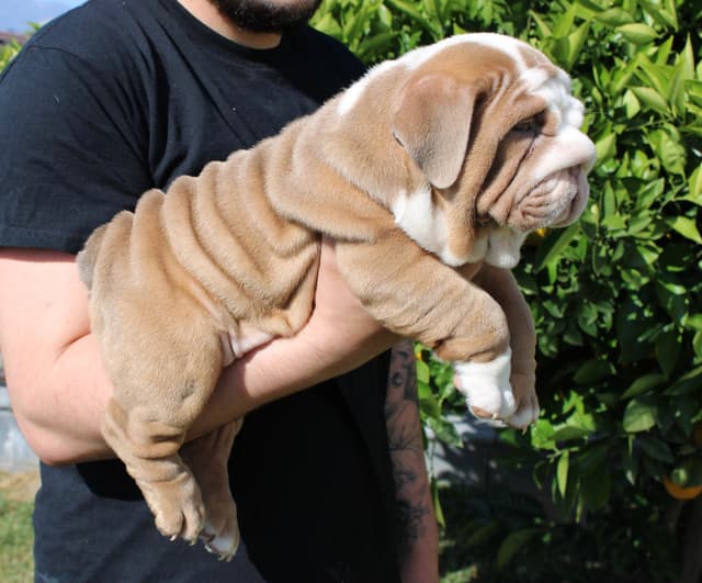 Two Male Puppies Fully Vaccinated media 7