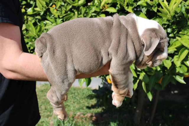 Two Male Puppies Fully Vaccinated media 9