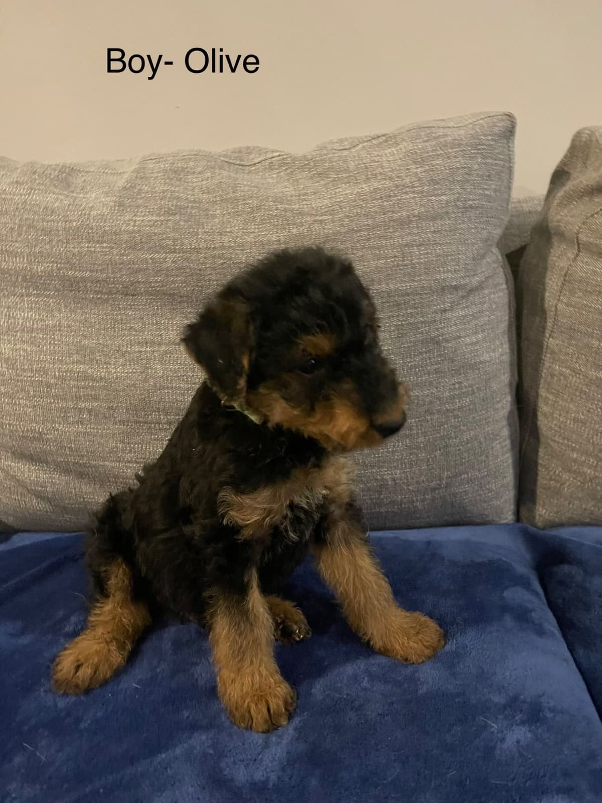 Airedale Terrier Puppies breeder image 2