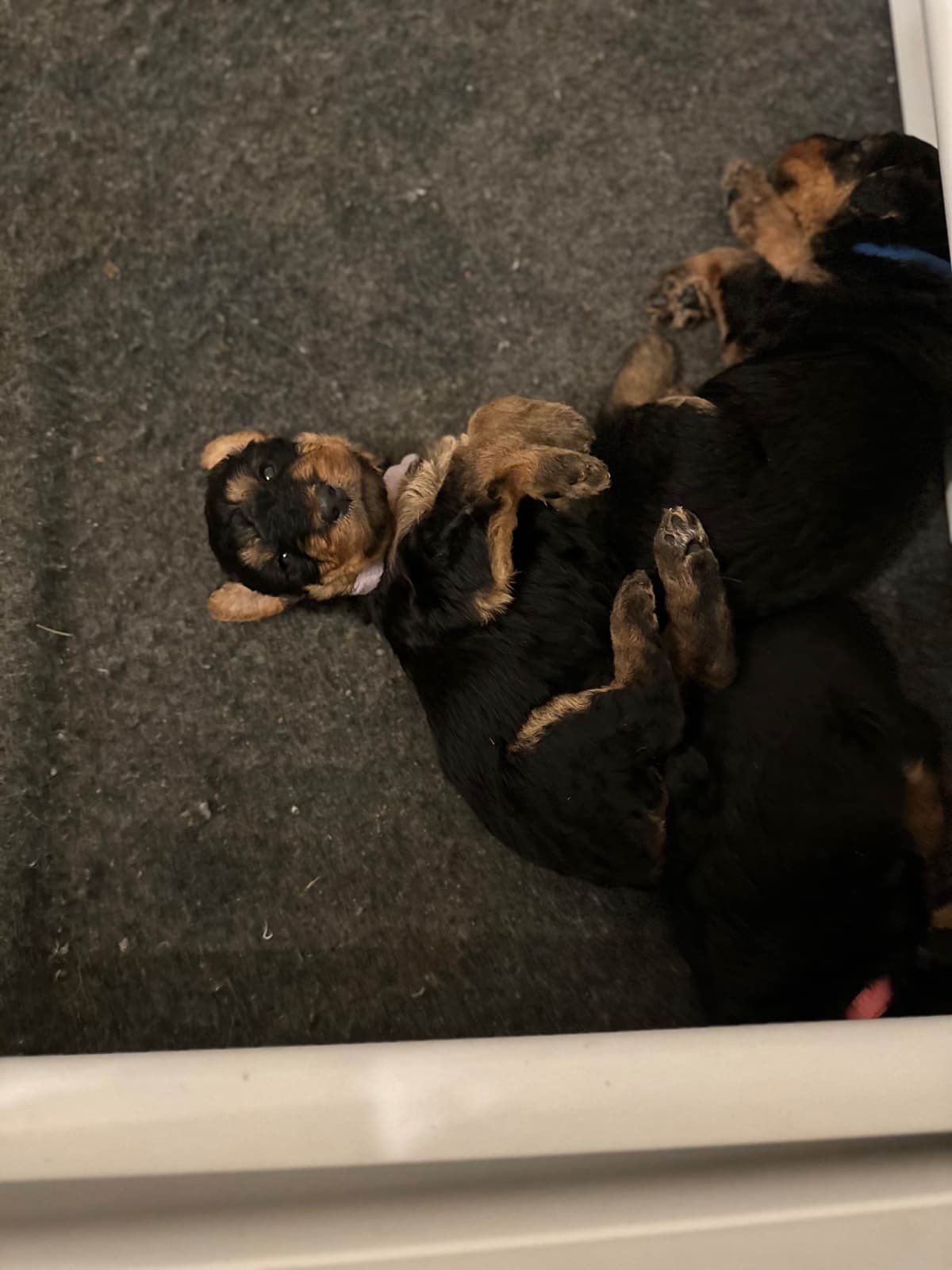 Airedale Terrier Puppies breeder image 3