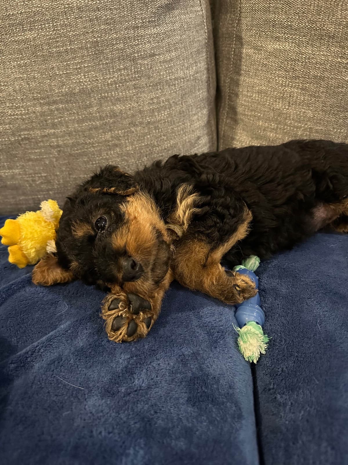 Airedale Terrier Puppies breeder image 5
