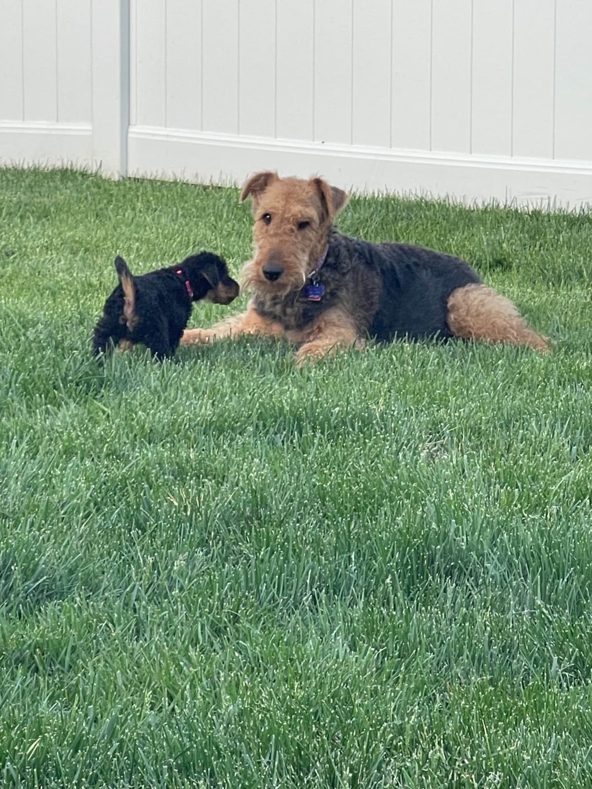 Airedale Terrier Puppies breeder image 1