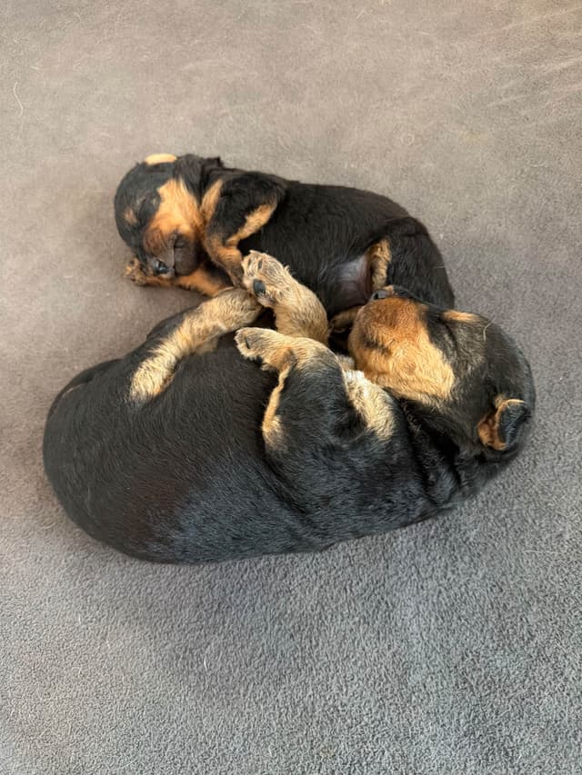 Airedale Terrier Puppies media 4
