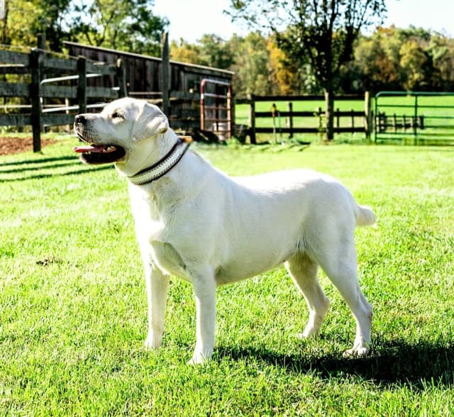 White English Labrador Retriever Puppies media 2