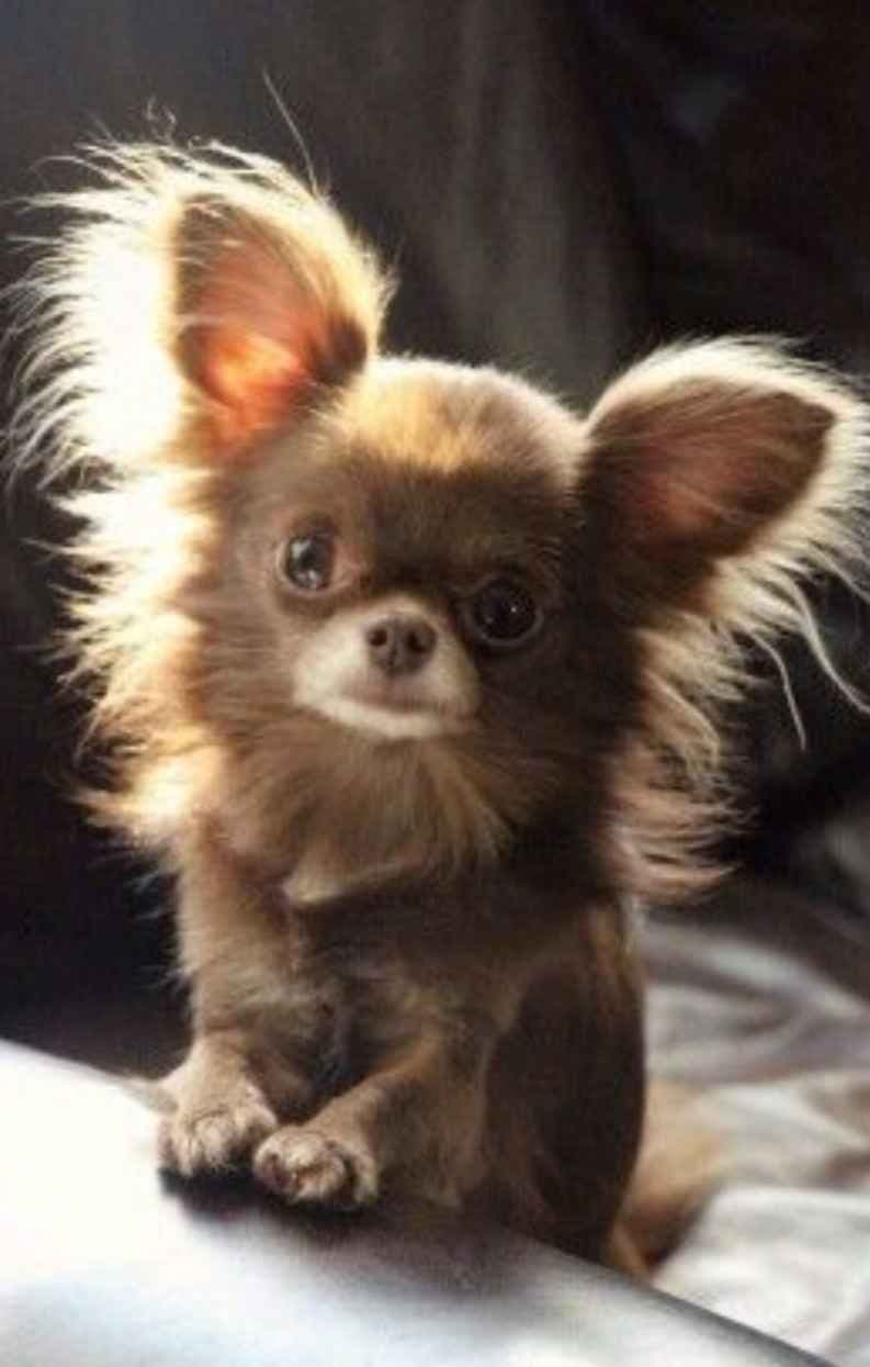 Applehead Chihuahua Puppies breeder image 1