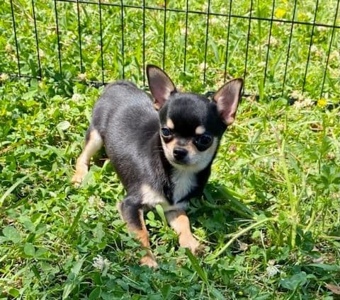 Applehead Chihuahua Puppies breeder image 2