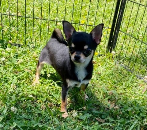 Applehead Chihuahua Puppies breeder image 3