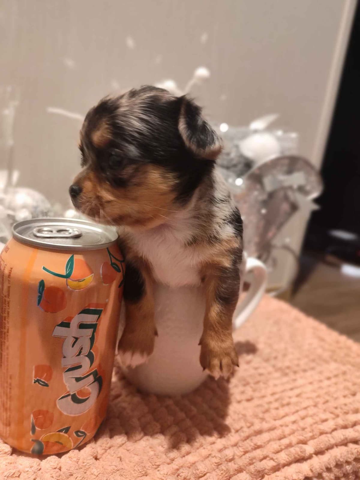 Applehead Chihuahua Puppies breeder image 4