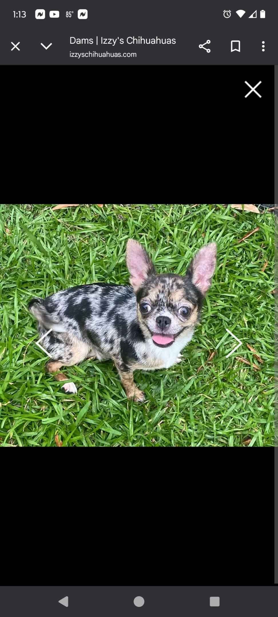 Applehead Chihuahua Puppies breeder image 5