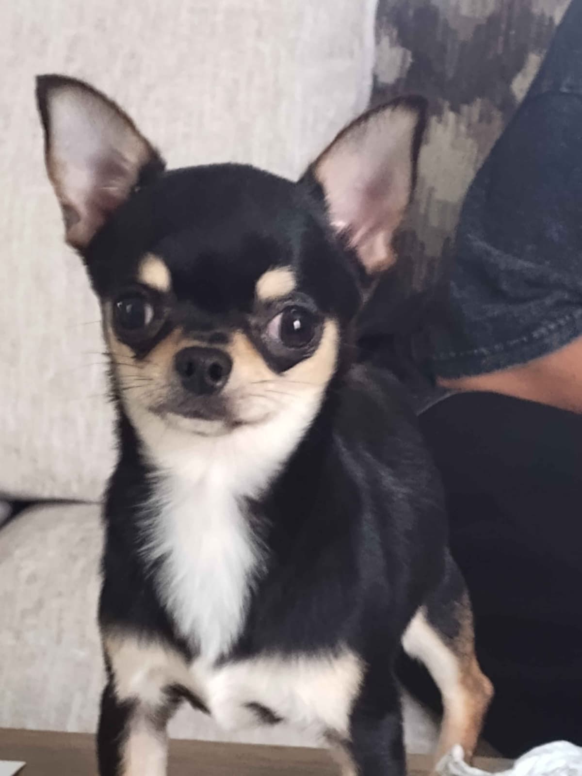 Applehead Chihuahua Puppies breeder image 6