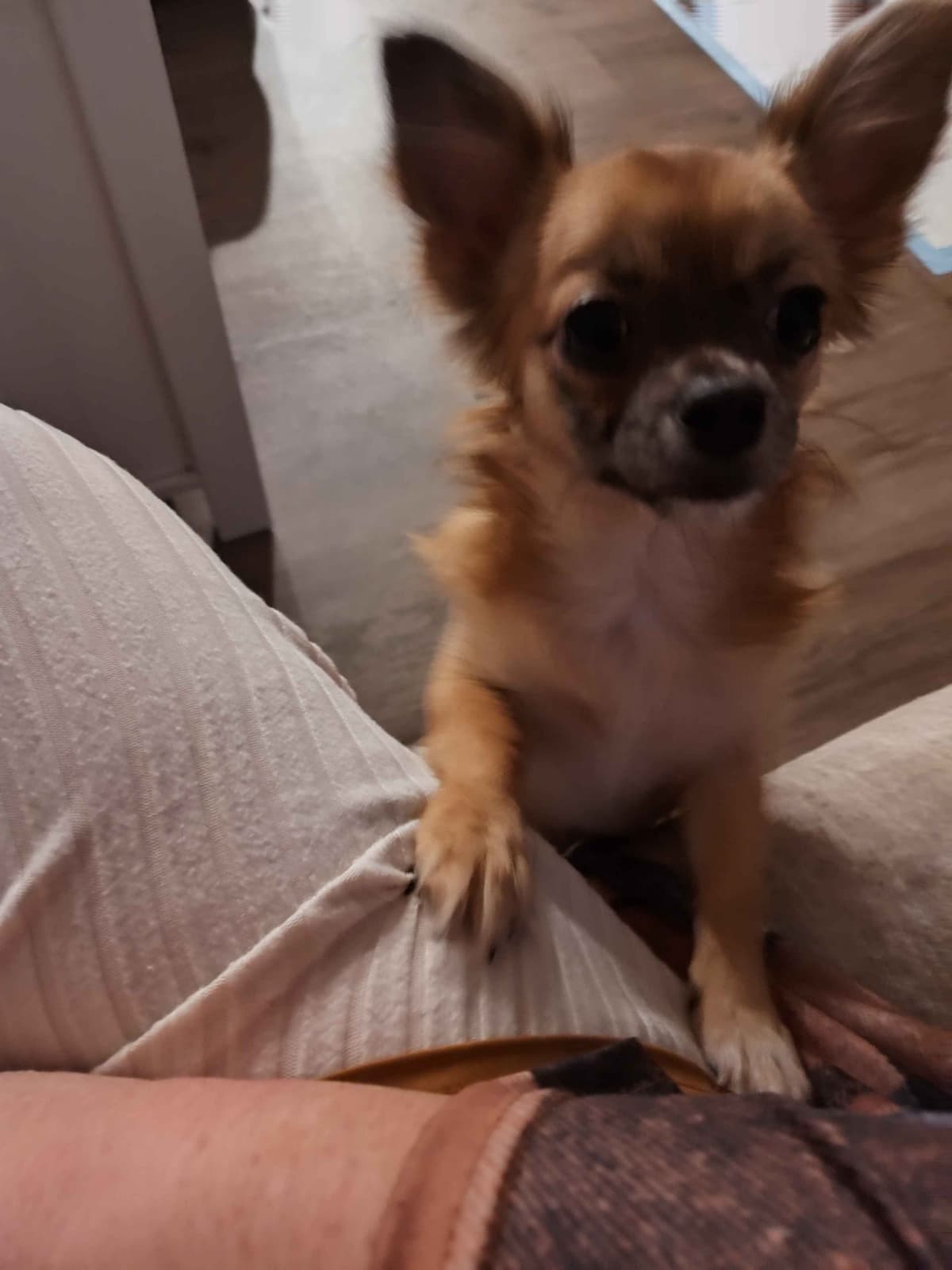 Applehead Chihuahua Puppies breeder image 7