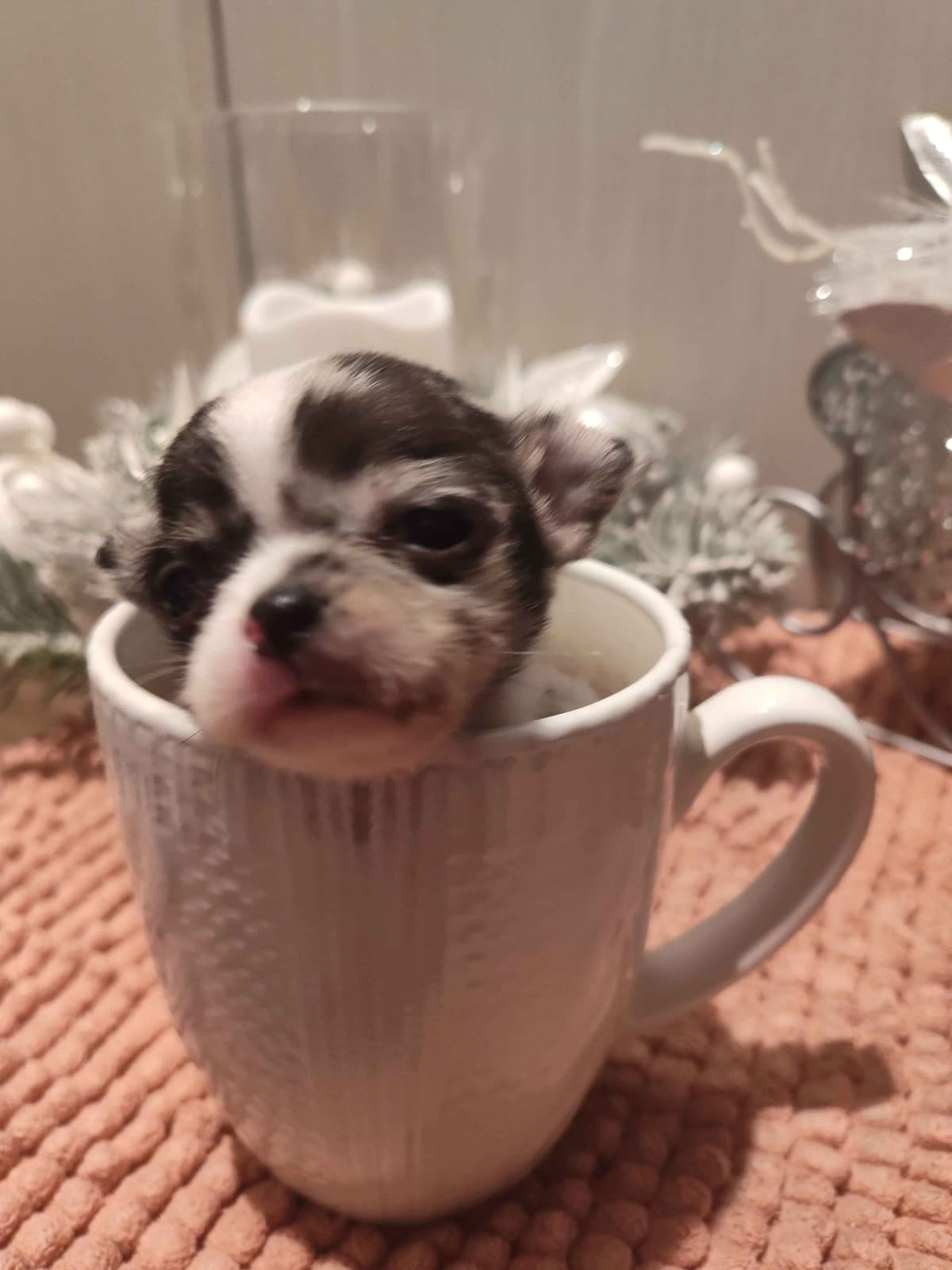 Applehead Chihuahua Puppies breeder image 8