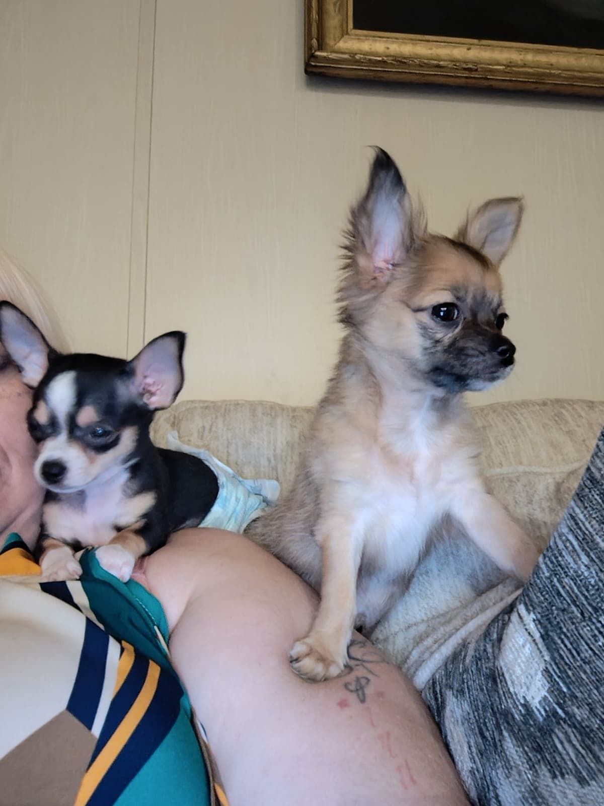 Applehead Chihuahua Puppies breeder image 10