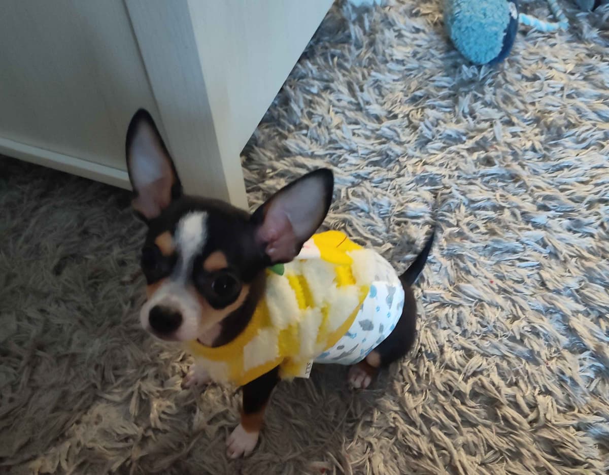 Applehead Chihuahua Puppies breeder image 11