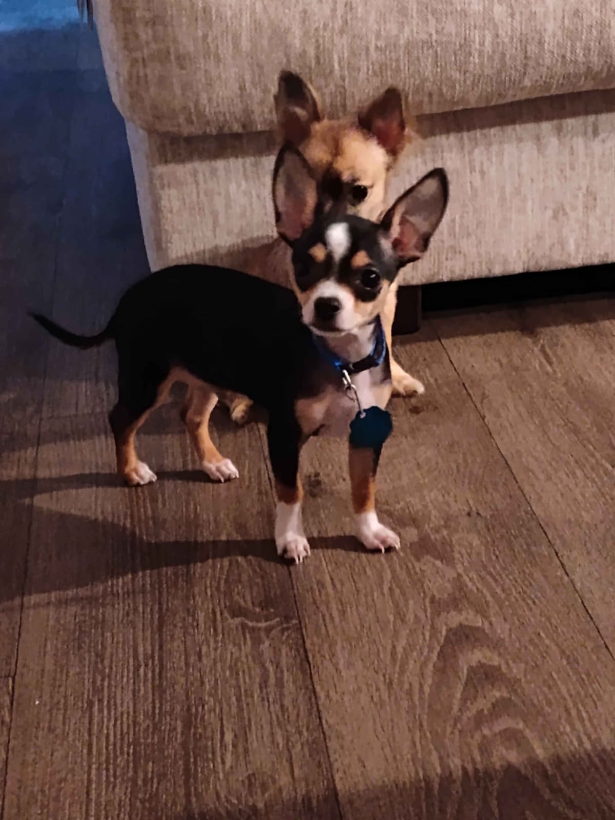 Applehead Chihuahua Puppies breeder image 12