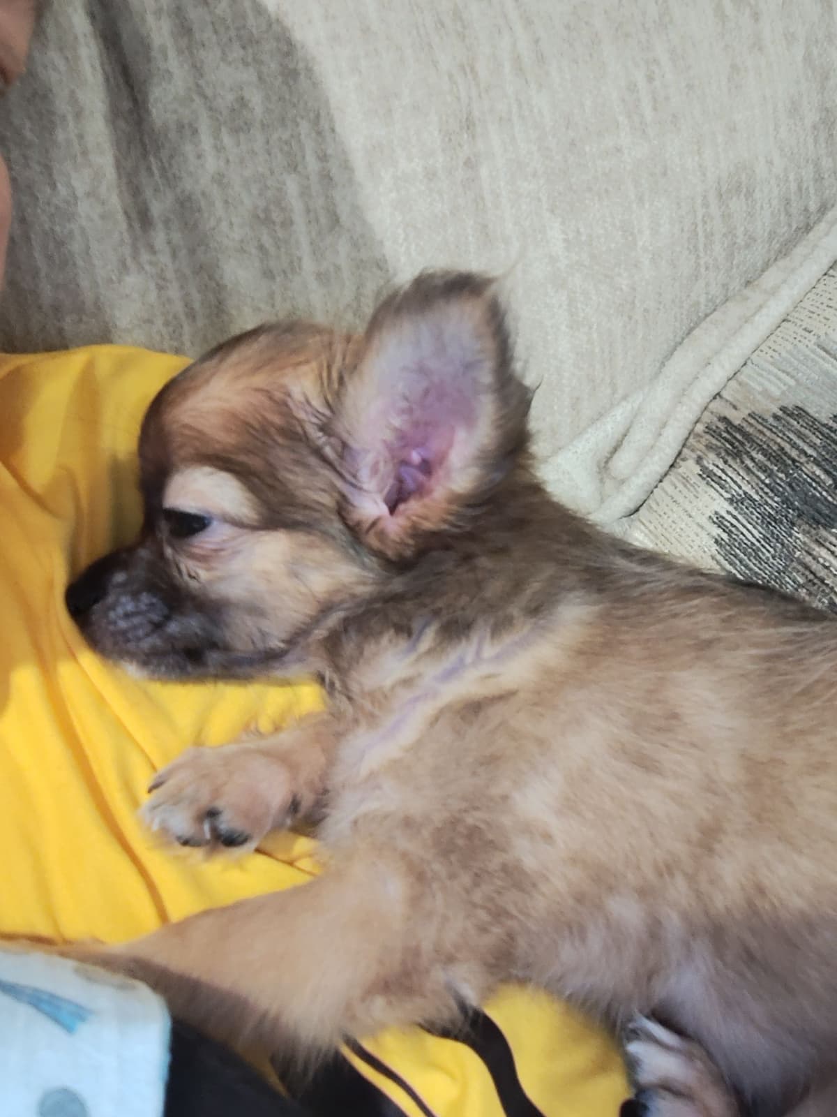 Applehead Chihuahua Puppies breeder image 13