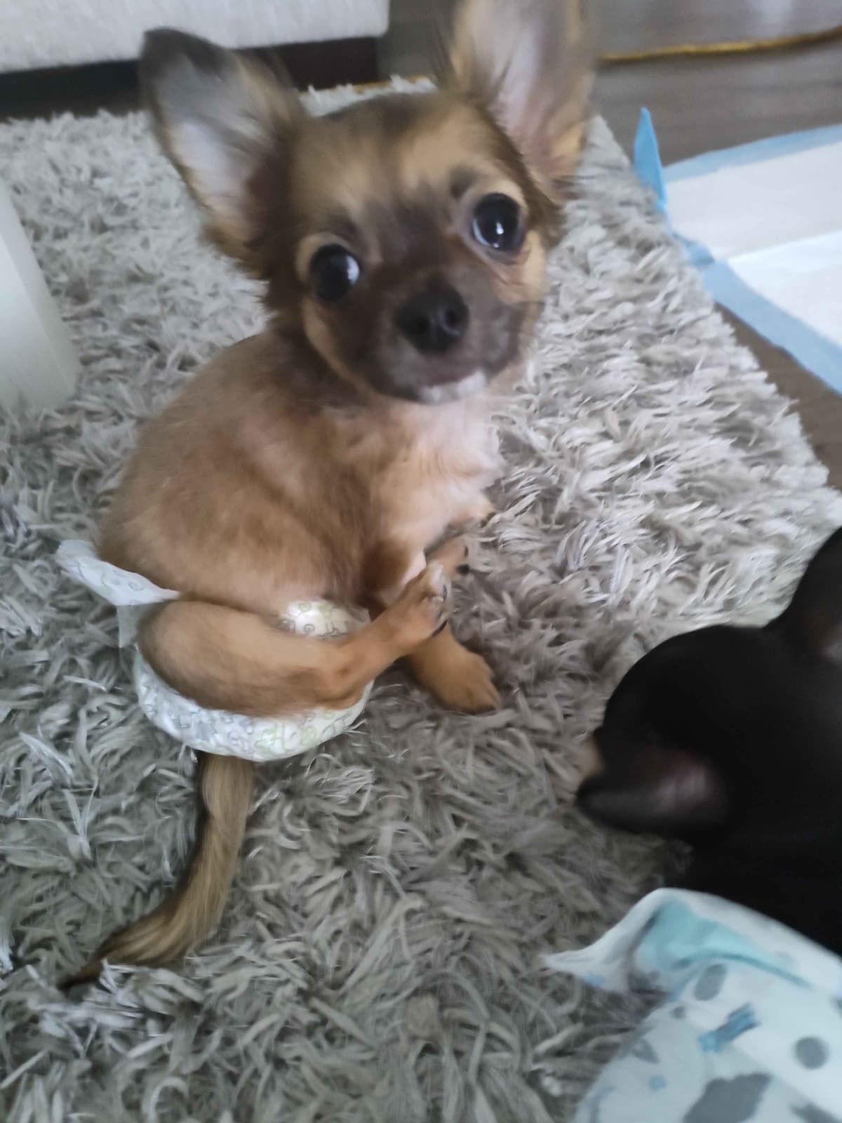 Applehead Chihuahua Puppies breeder image 14
