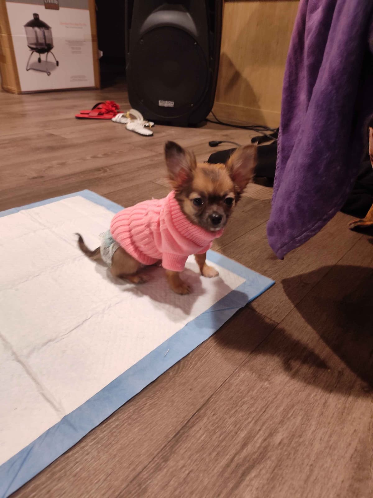 Applehead Chihuahua Puppies breeder image 15