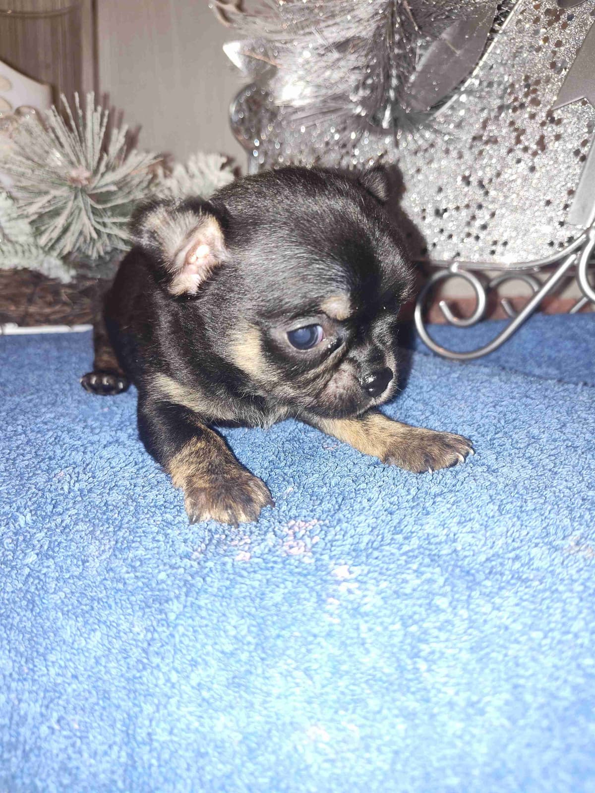 Applehead Chihuahua Puppies breeder image 17