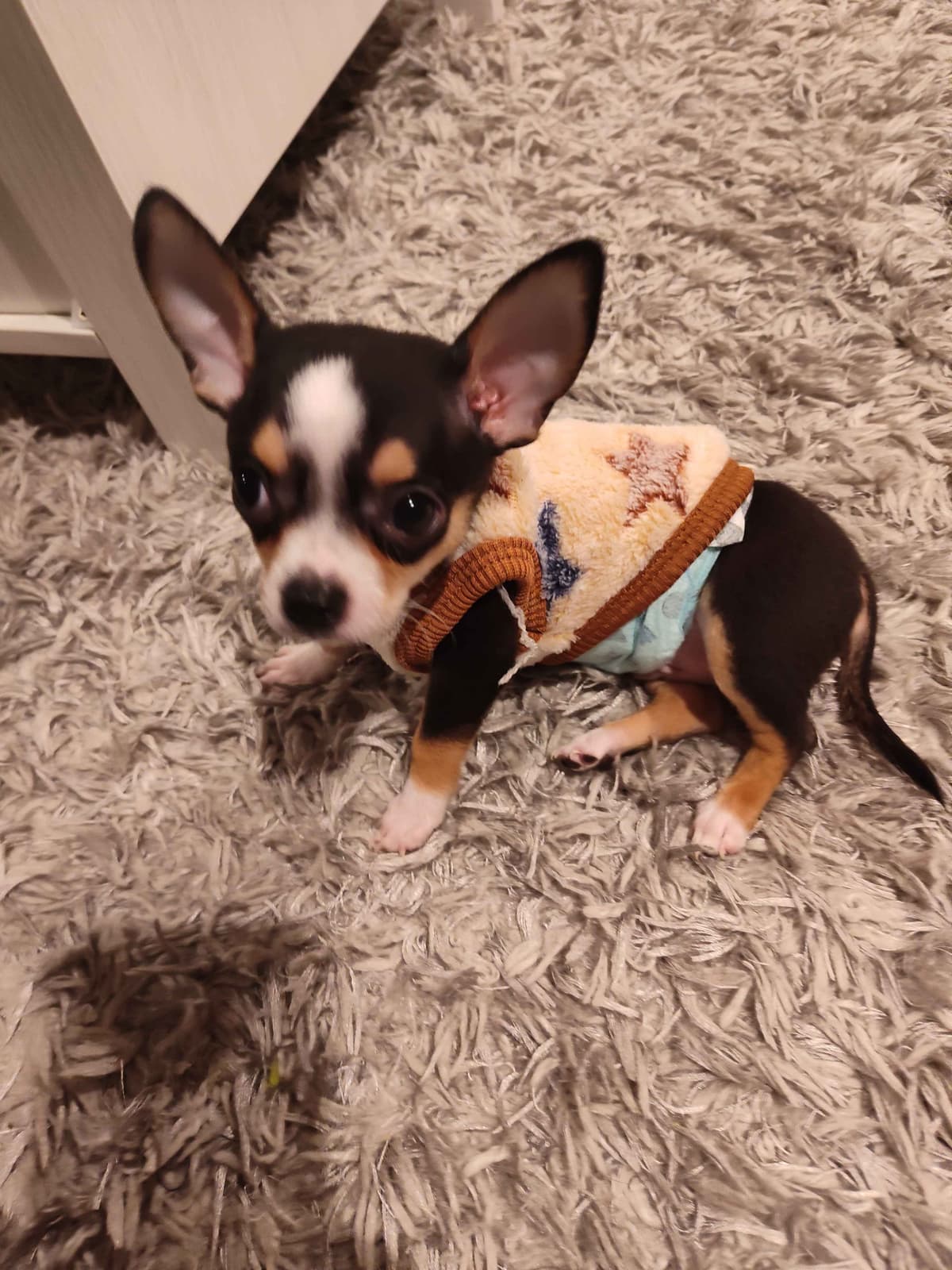 Applehead Chihuahua Puppies breeder image 18