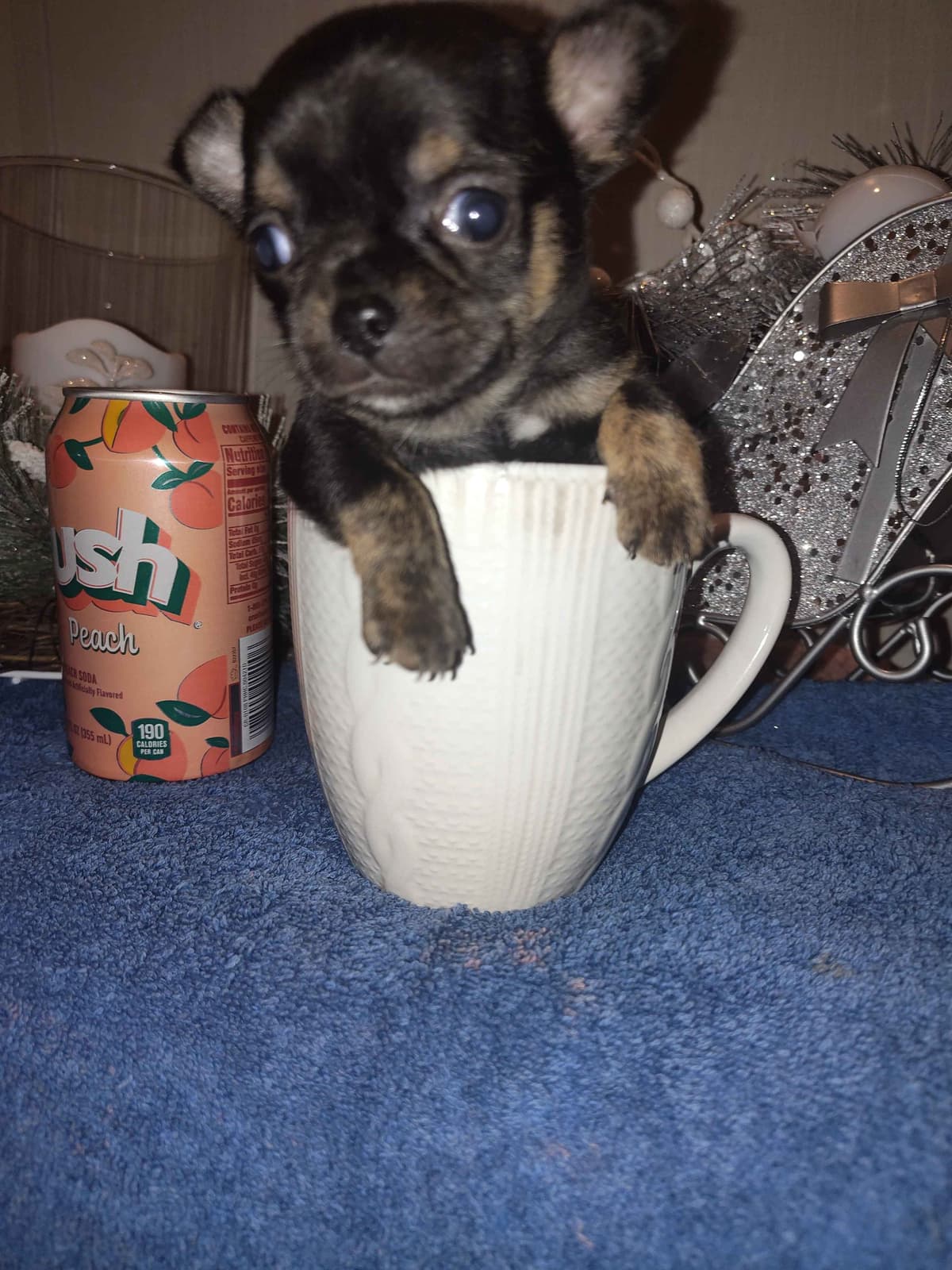 Applehead Chihuahua Puppies breeder image 19