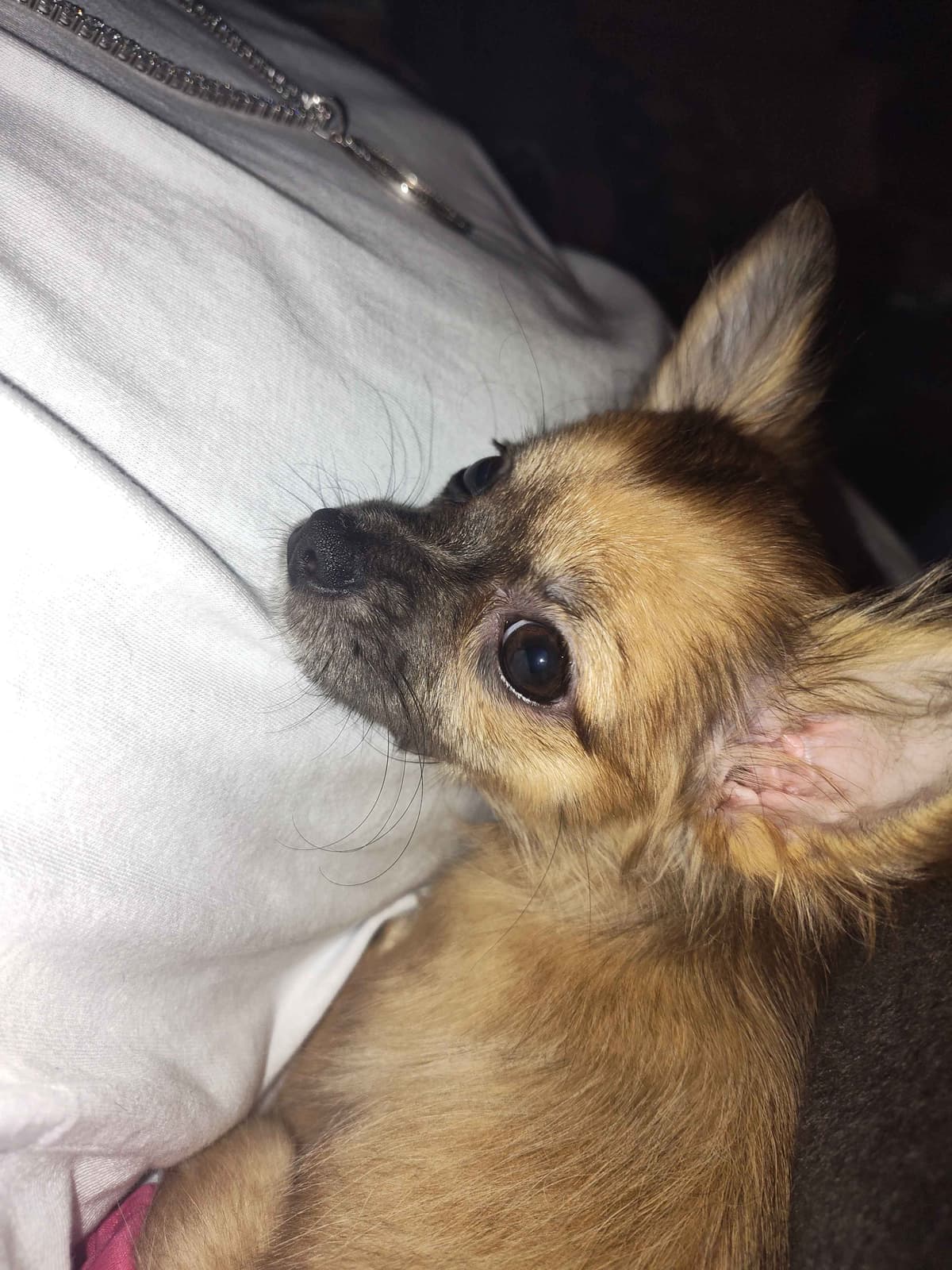 Applehead Chihuahua Puppies breeder image 21