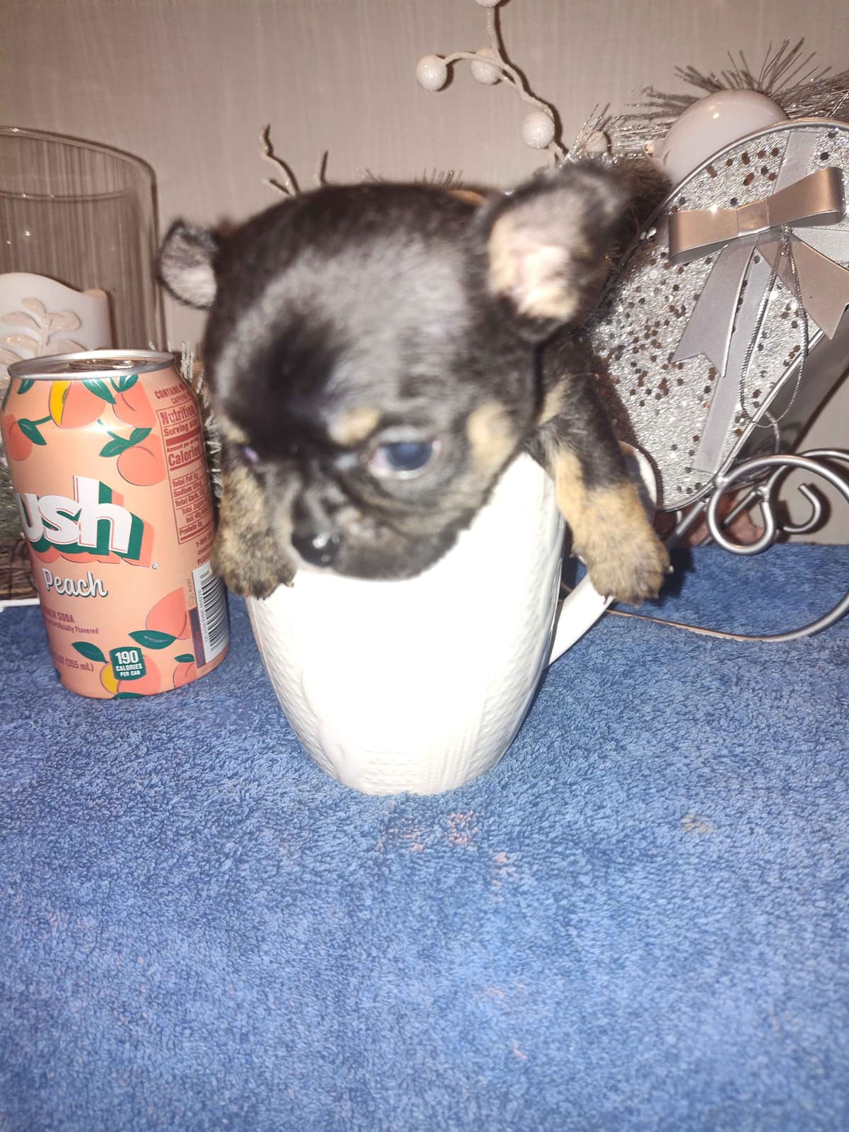 Applehead Chihuahua Puppies breeder image 22