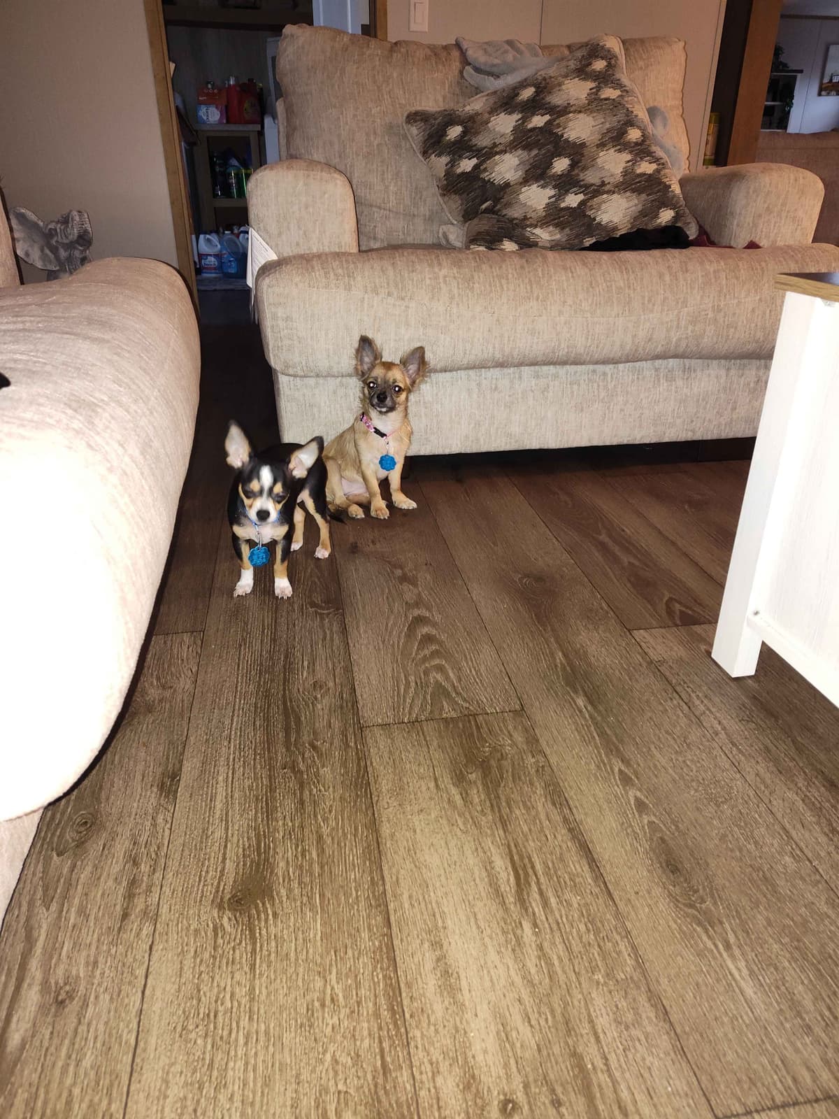 Applehead Chihuahua Puppies breeder image 23