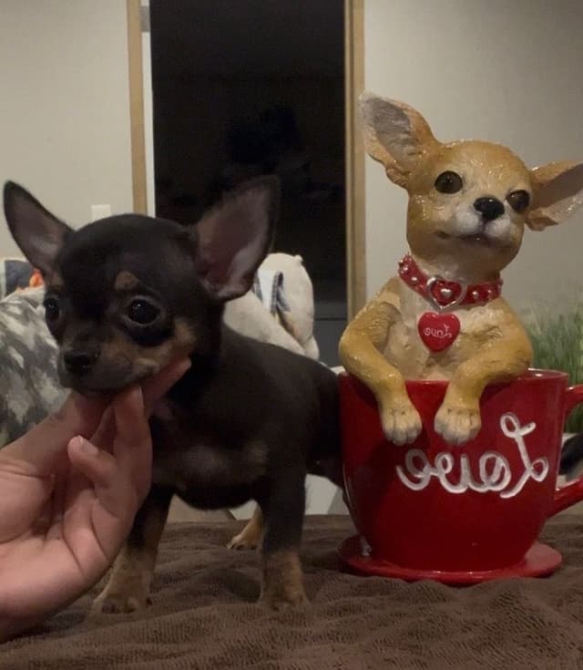 Applehead Chihuahua Puppies media 2