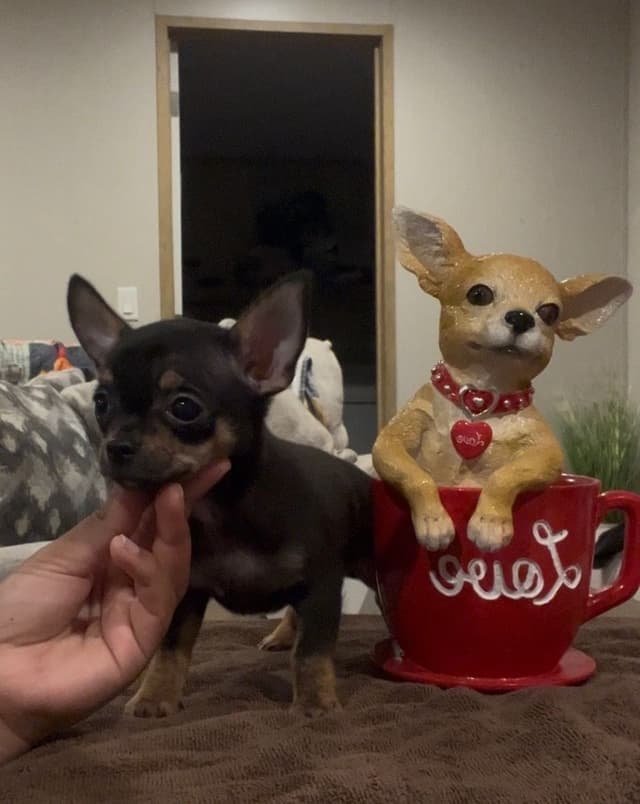 Applehead Chihuahua Puppies media 4
