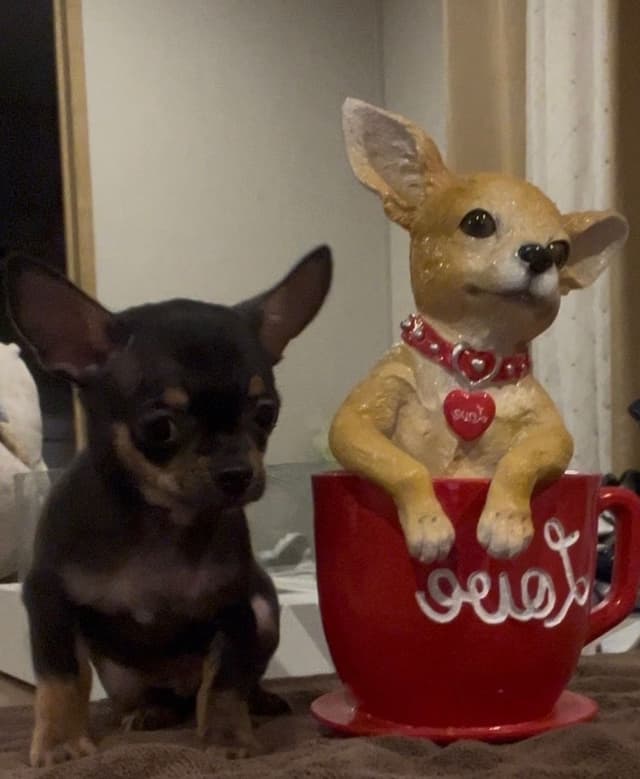 Applehead Chihuahua Puppies media 6