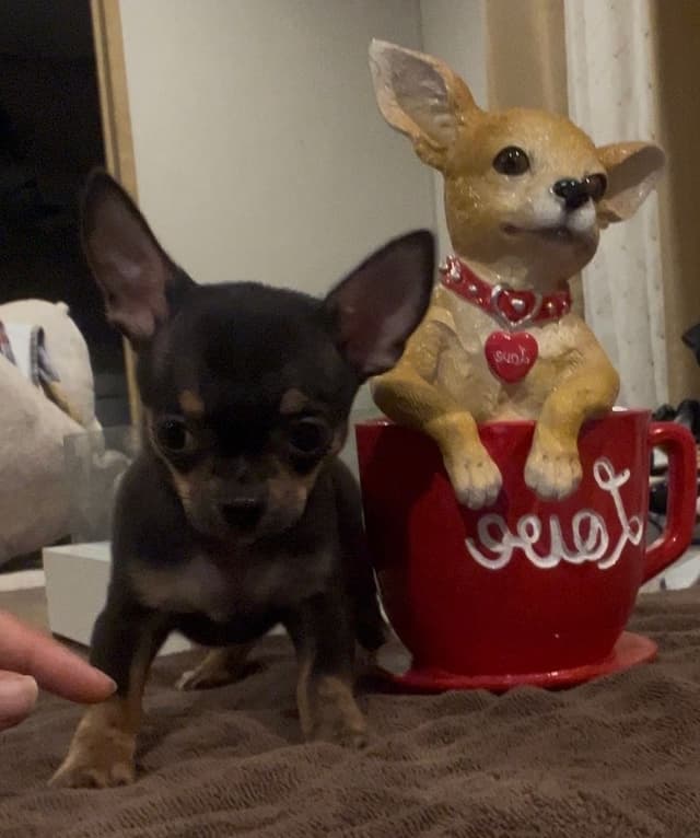 Applehead Chihuahua Puppies media 7