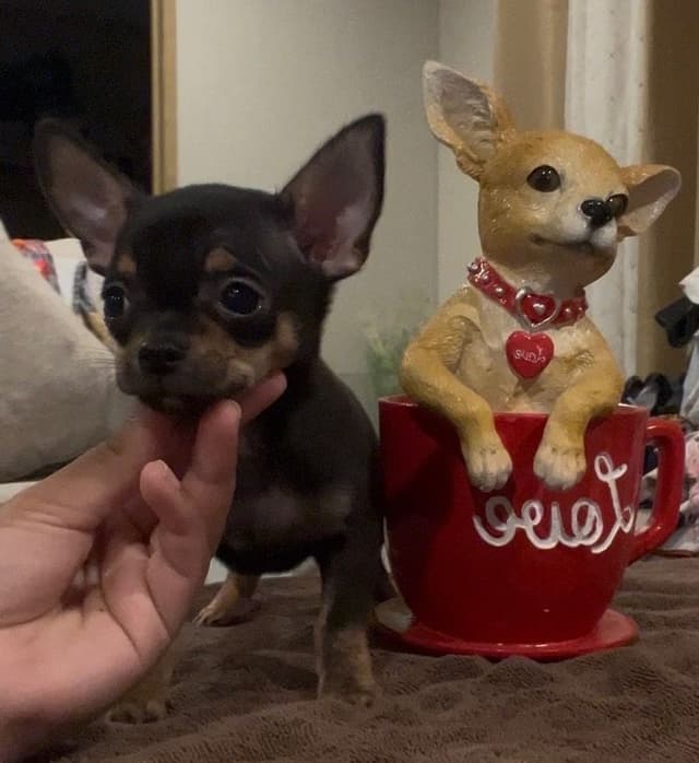 Applehead Chihuahua Puppies media 8