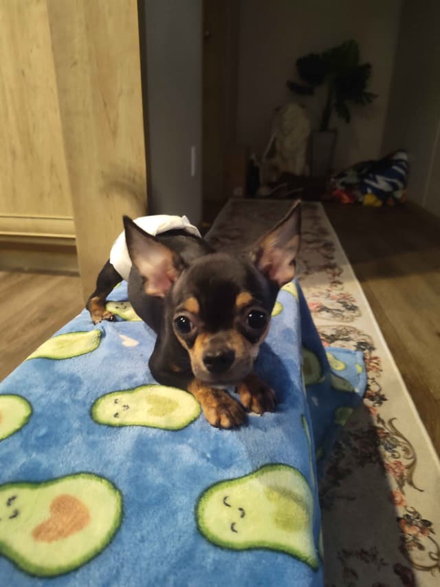 Applehead Chihuahua Puppies media 13