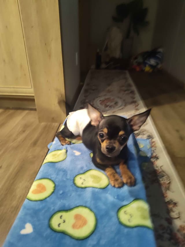 Applehead Chihuahua Puppies media 14