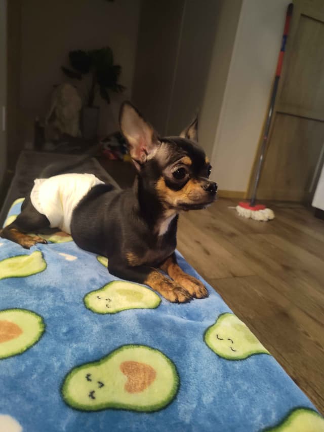 Applehead Chihuahua Puppies media 15