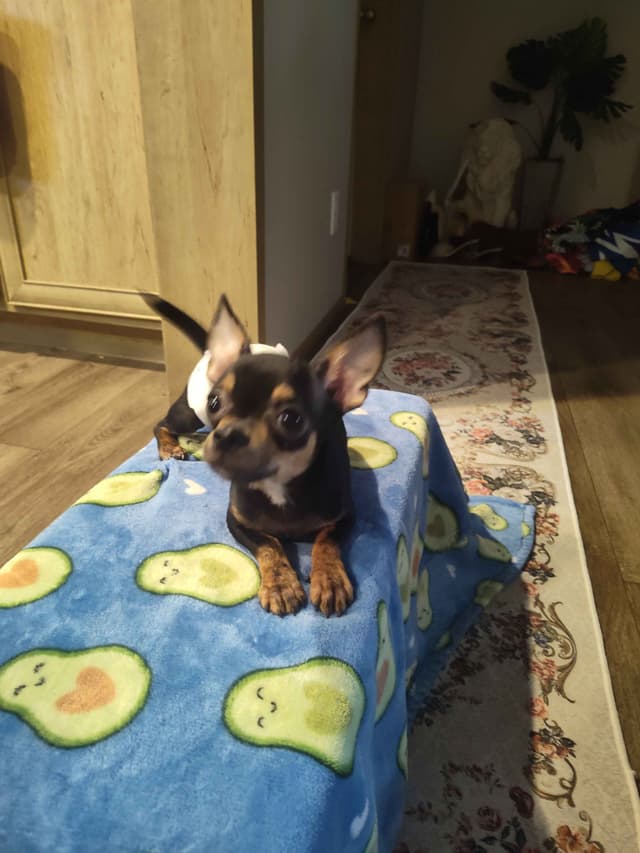 Applehead Chihuahua Puppies media 16