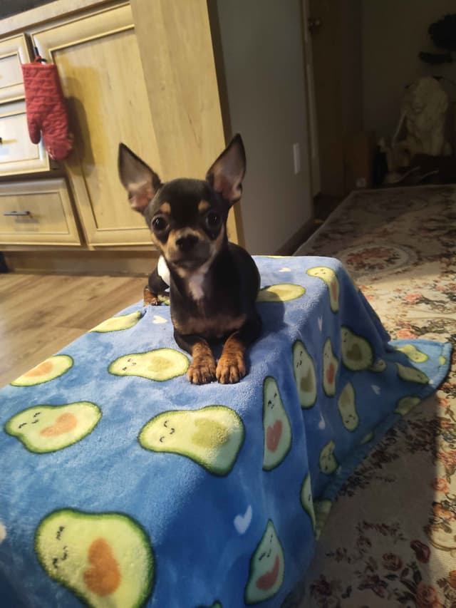 Applehead Chihuahua Puppies media 17