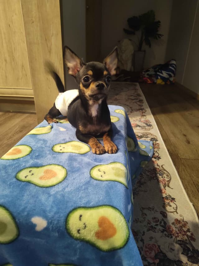 Applehead Chihuahua Puppies media 18