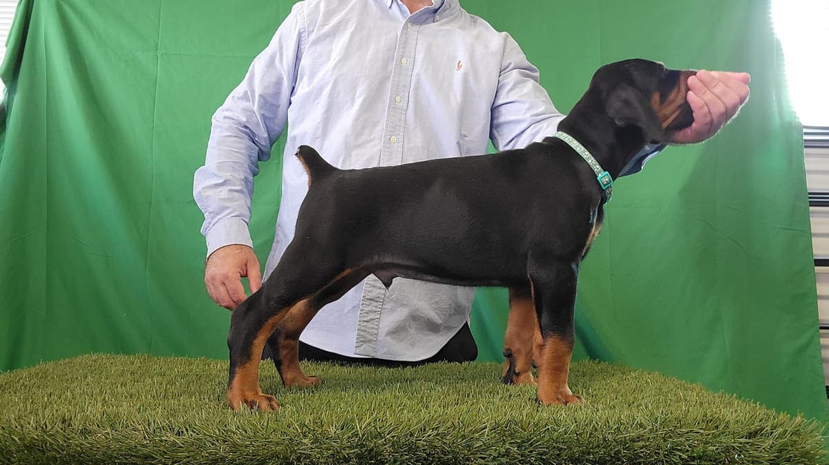 All pups sold out breeder image 1