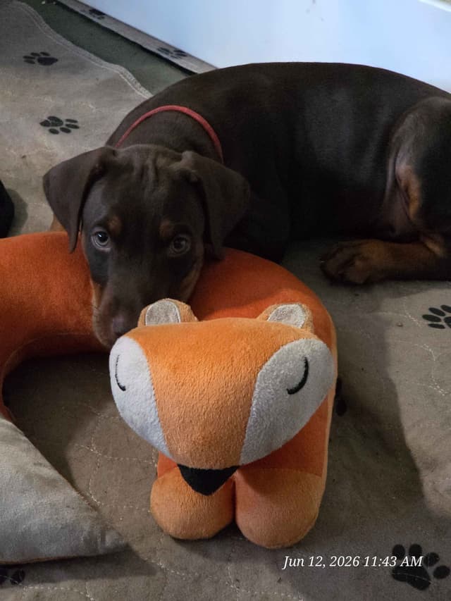 All pups sold out media 2
