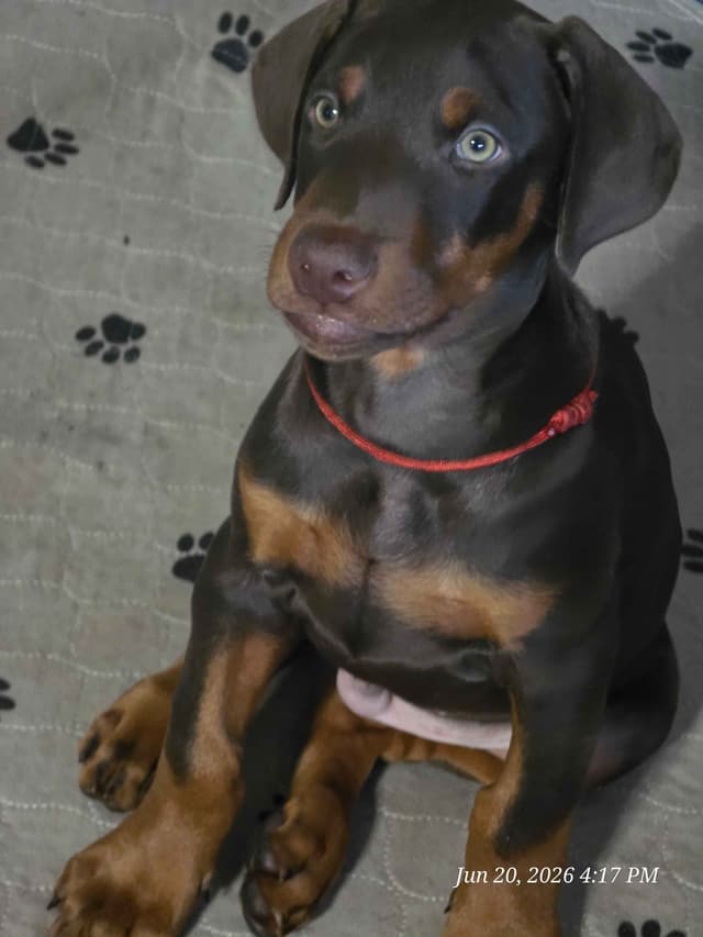 All pups sold out media 3