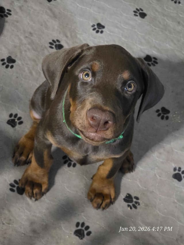All pups sold out media 4