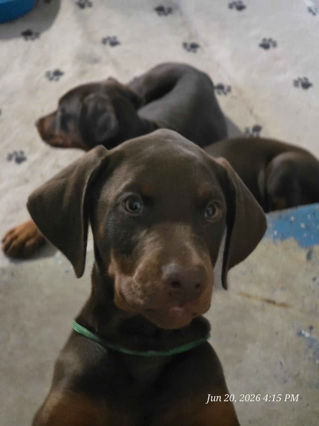All pups sold out media 5