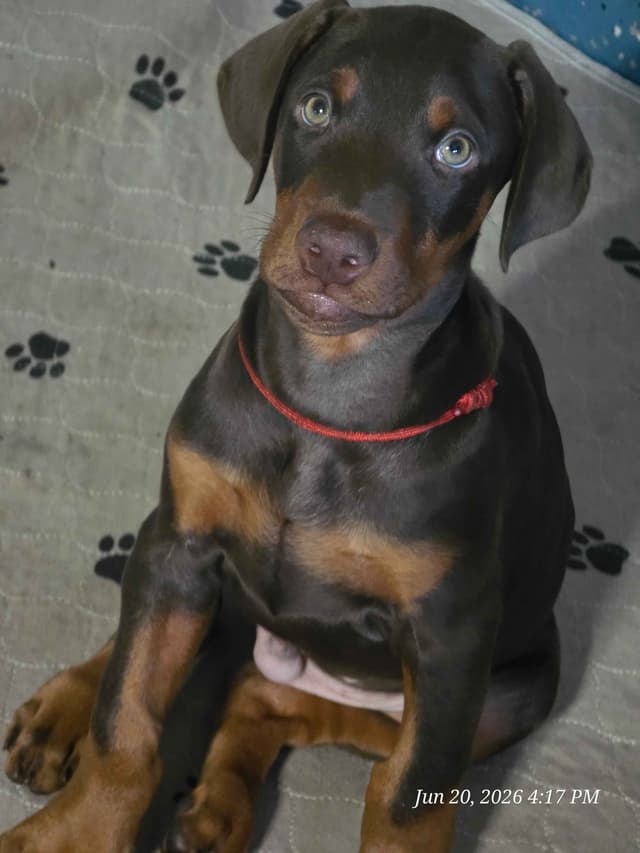All pups sold out media 6