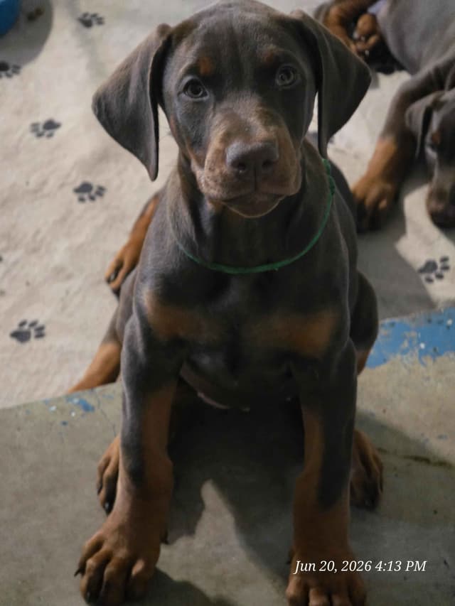 All pups sold out media 7