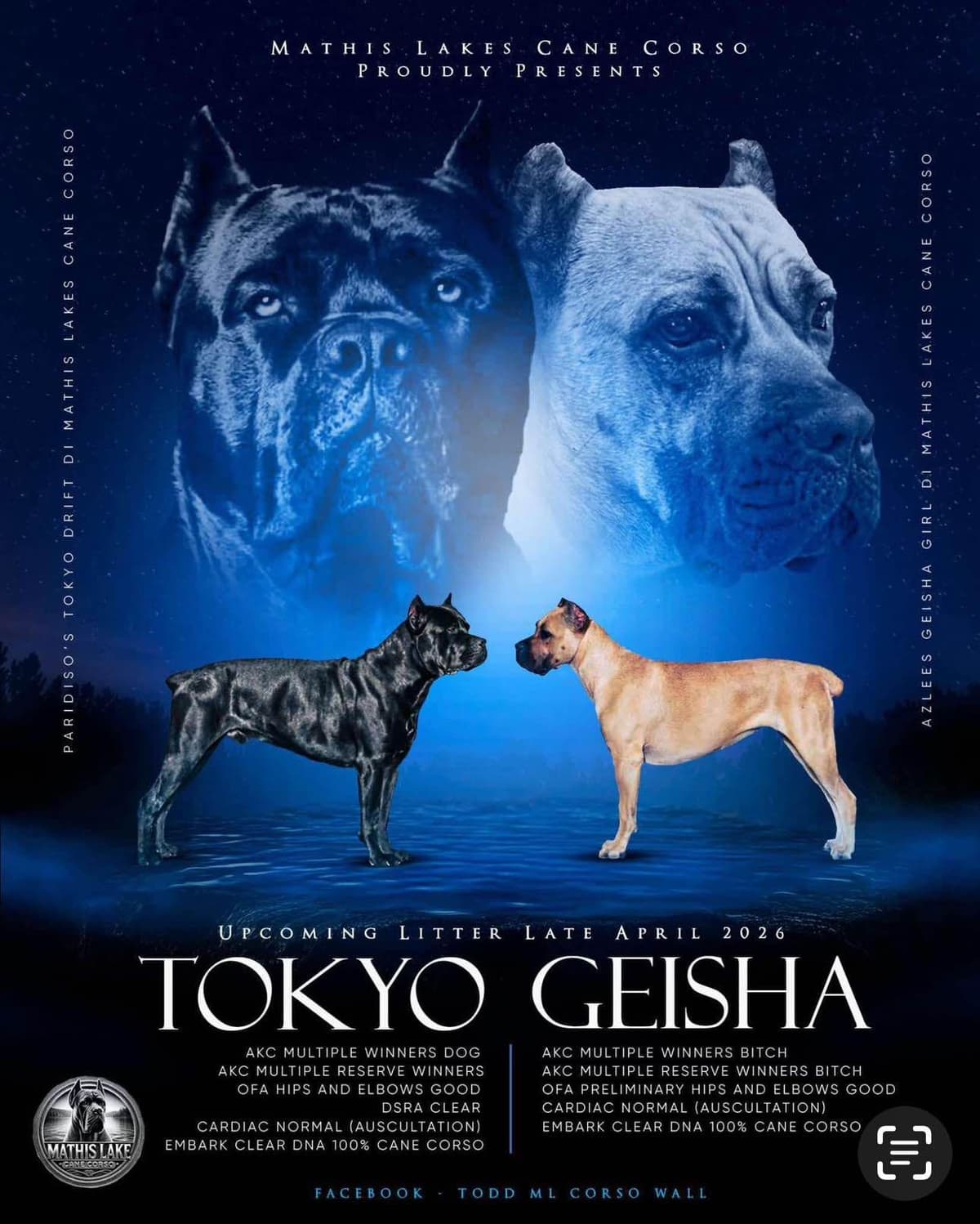 Cane Corso Puppies breeder image 1